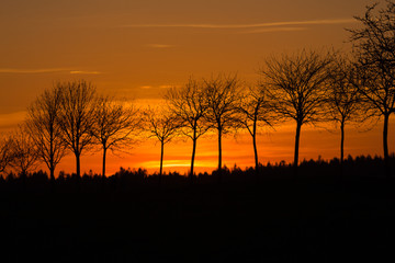 Fototapeta na wymiar sunset trees
