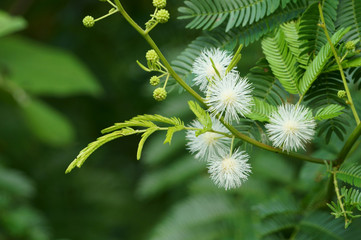 White mimosa pudica flower on green leaves background