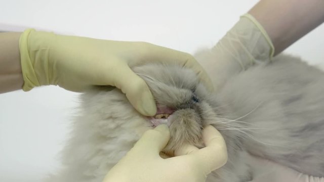 The veterinarian inspecting the teeth of persian cat in a veterinary clinic. 4K