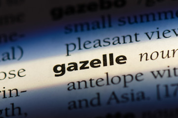 Obraz premium gazelle