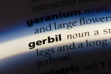 Obraz premium gerbil