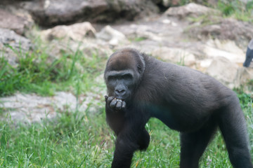 Morning Tour at Ramat Gan Safari Park