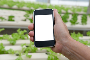 agronomist farmer using smart phone to monitor ec, pH, temperature of lettuce vegetable in hydroponic farm
