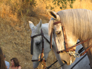 Horses and riders resting waiting for local patron saint to catch up
