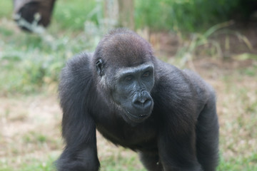 Morning Tour at Ramat Gan Safari Park