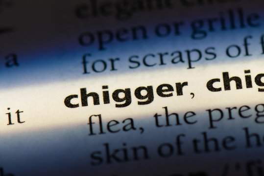  chigger