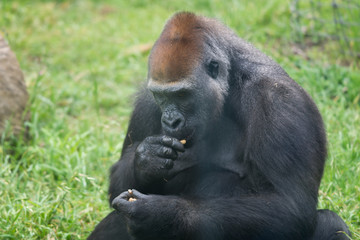 Morning Tour at Ramat Gan Safari Park