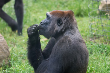Morning Tour at Ramat Gan Safari Park