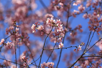 Sakura blossoming against blue sky