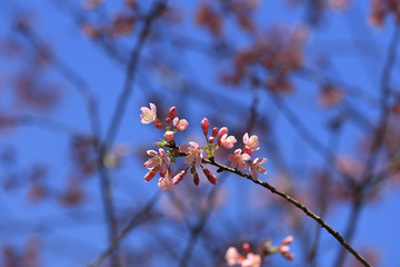 Sakura blossoming against blue sky