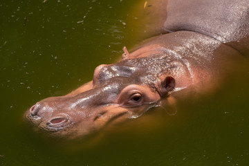 The hippos portraits 