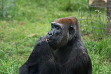 Morning Tour at Ramat Gan Safari Park