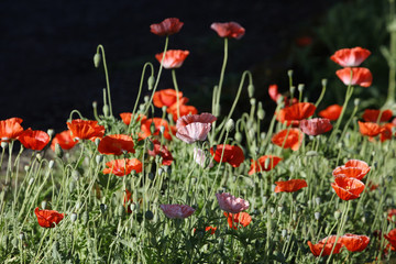 Poppy on fence