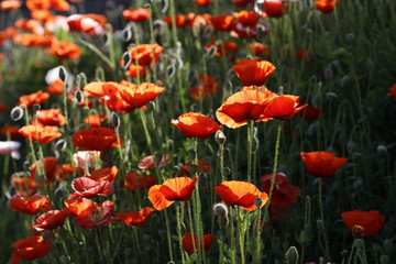 Poppy on fence
