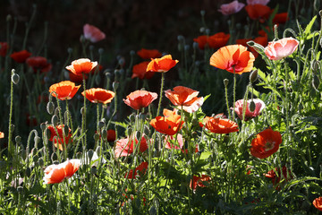 Poppy on fence