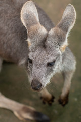 the kangaroo portrait