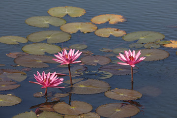 Water lily blossoming