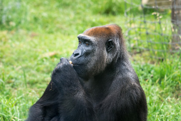 Morning Tour at Ramat Gan Safari Park