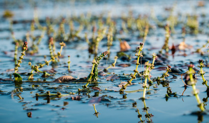 Old swamped autumn pond. Algae and blue clear water