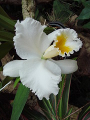 Белая орхидея