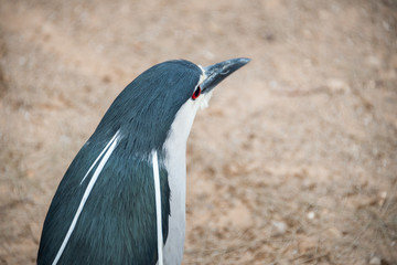 Morning Tour at Ramat Gan Safari Park