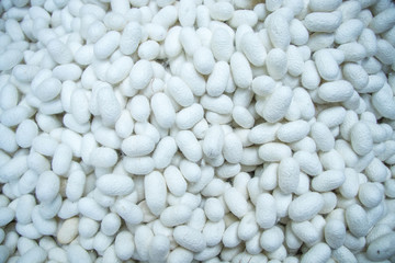 These are many silkworm (Bombyx Mori) cocoons. This is a natural source of silk before it's processed.Natural yellow cocoon or silkworm nets for background, a source of silk thread and silk fabric