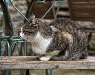 Chat à La Couvertoirade, Aveyron, France