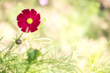 Cosmos flowers blooming in the garden.Pink and red cosmos flowers garden, soft focus and look in blue color tone.Cosmos flowers blooming in Field.