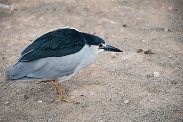 Morning Tour at Ramat Gan Safari Park