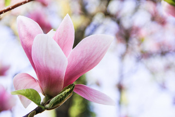 One large flower of a pink magnolia on a blurred white background, Pink magnolia blossom, beautiful large pink magnolia, magnolia flower growing on a tree, bud of a blooming pink magnolia