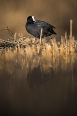 The Eurasian coot, Fulica atra, also known as coot is a member of the rail and crake bird family, the Rallidae.
