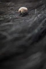 Tick in a dog's fur sucking his blood - dangerous parasite carrier of multiple diseases and pathogens