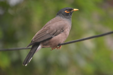 kashmiri birds