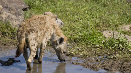 Hyena