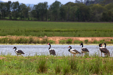 Magpie Geese beside water on the Atherton Tableland in Queensland, Australia
