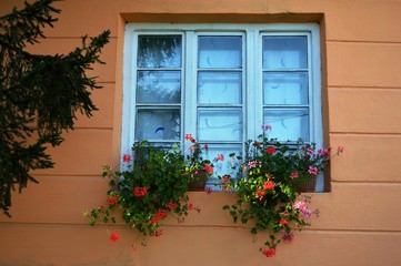 Fototapeta na wymiar flowers on the window 
