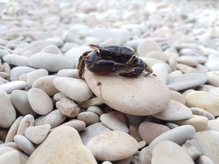 Little crab on a stone