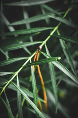 Plante exotique