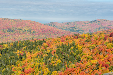 This is a picture of autumn leaves seen from the National Park 