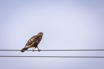 Common Buzzard or Buteo buteo perched on a wire