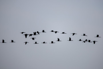 Flock of Plegadis falcinellus birds