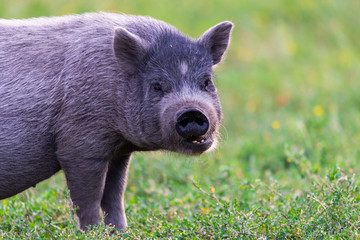 Vietnamese Pot-bellied pig
