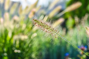 Gras Lampenputzer