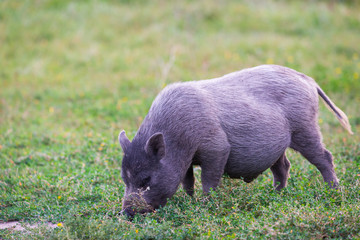 Vietnamese Pot-bellied pig