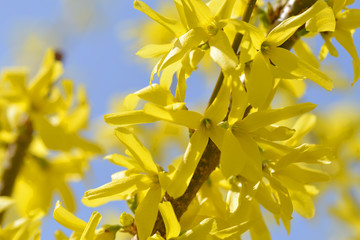 Gelbe Forsythia Blüten an einem Strauch