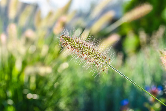 Gras Lampenputzer