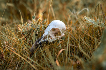 Obraz premium Skull bones of a bird in the dry grass, seen near Skipton, North Yorkshire, England, UK