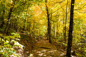 Obraz premium It is a falling leafy path in Mont-Tremblant National Park, Quebec, Canada.