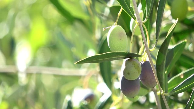 Ripe olive on a tree in closeup. 4K Video