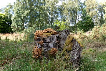 A Tree stump in a woodland setting which is covered in fungi
